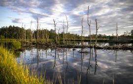 Wetlands