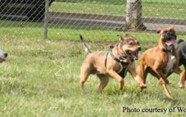 Dogs Playing