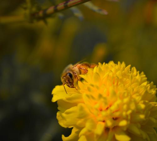 Bee on yellow flower