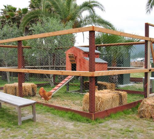 Chicken Coop