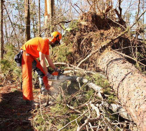 Tree Removal