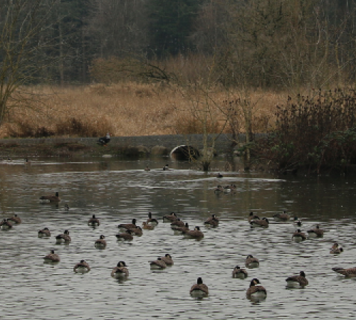 Hermanson Pond