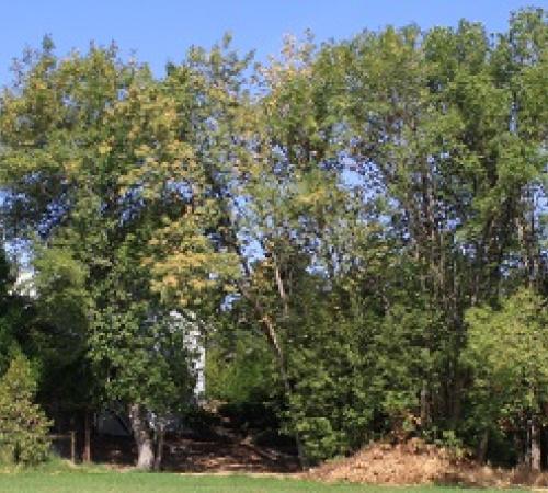 Wyffels Park Banner