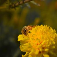 Bee on yellow flower