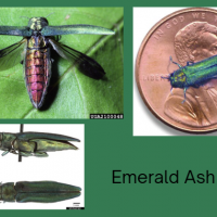 pictures of eab