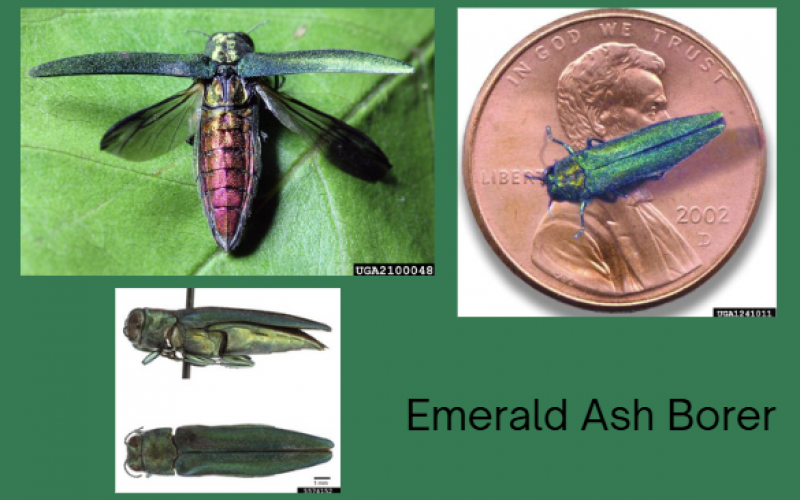 pictures of eab