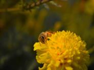 Yellow flower with bee