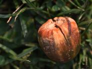 Acorn