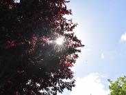 Tree in sun