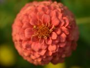 Pink zinnia