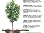 Tree Planting Tips