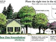 Planting Tree In Right Place Diagram