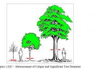 Tree Figure 1.02C showing how to measure calper