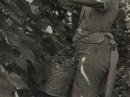 Person in a straw hat collecting pole beans which are taller then the picker