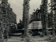 Hop Harvest 1950's, shows rows of hops and large tractor for collecting the hops