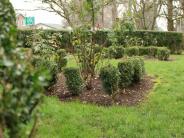 Alvah Cowan Park Bushes