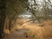 Greenway Trail Trees