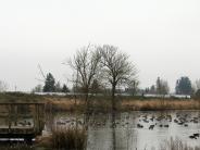 Hermanson Pond