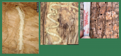 EAB burrows