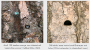close up of borer in hole