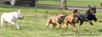 Dogs Playing