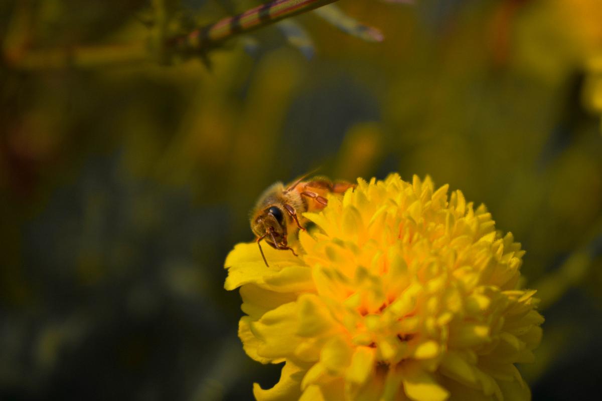 Bee on yellow flower