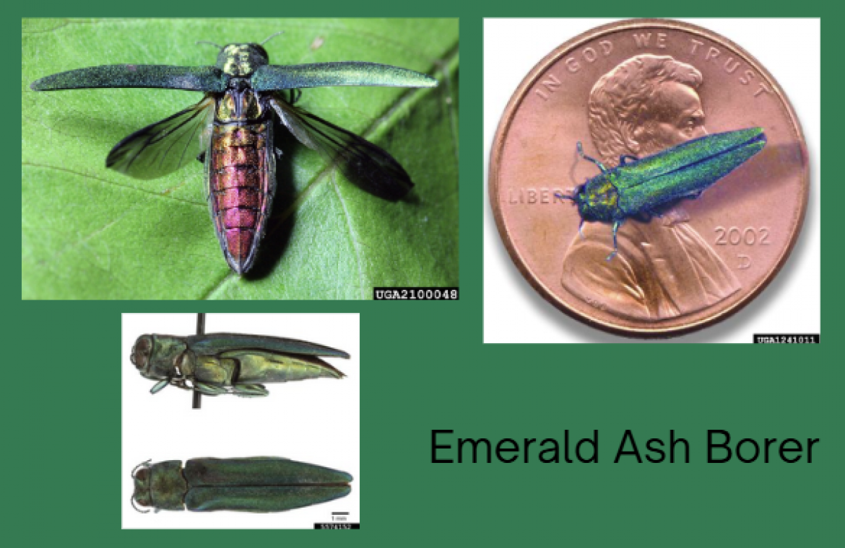 pictures of eab