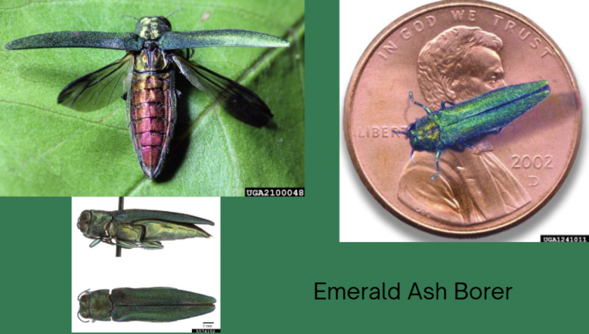 Picture of emerald ash borer