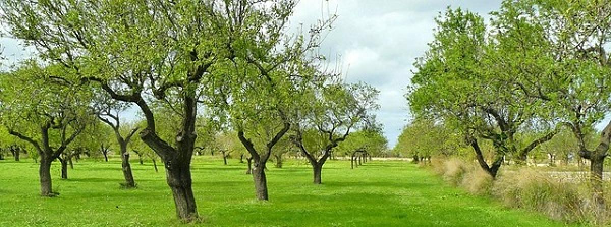 Tree Planting Banner