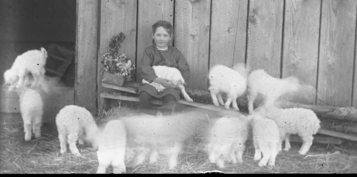 A black and white photograph of a young girl sitting against a barn wall surrounded by ten lambs - year unknown A black and white photograph of a young girl sitting against a barn wall surrounded by ten lambs - year unknown