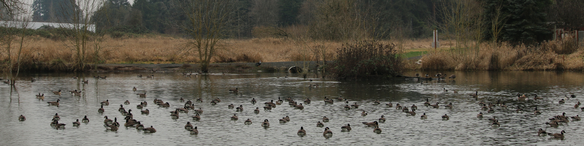 Hermanson Pond